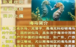 海马的功效与作用及食用方法泡水(海马功效和作用及食用方法)
