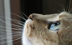 仰望悠9多少钱一台,仰望一种精神姿势