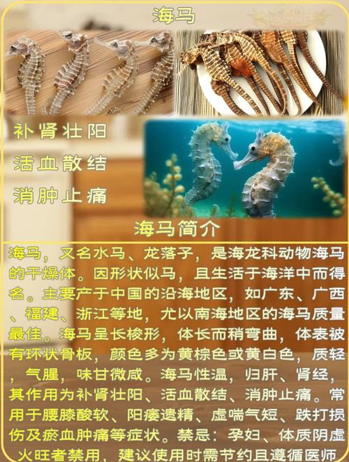 海马的功效与作用及食用方法泡水(海马功效和作用及食用方法)